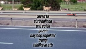 Sivas Soğuk Çermik yolunda başıboş köpek tehlikesi!