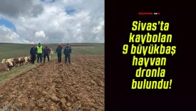 Sivas’ta kaybolan 9 büyükbaş hayvan dronla bulundu!