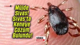Müjde Sivas! Sivas’ta Keneye Çözüm Bulundu!