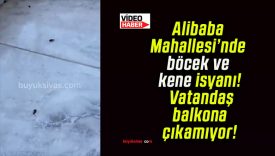 Alibaba Mahallesi’nde böcek ve kene isyanı! Vatandaş balkona çıkamıyor!