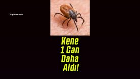 Kene 1 Can Daha Aldı!