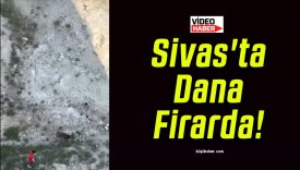 Sivas’ta Dana Firarda!