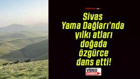 Sivas Yama Dağları’nda yılkı atları doğada özgürce dans etti!
