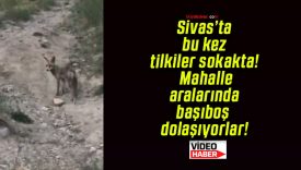 Sivas’ta bu kez tilkiler sokakta! Mahalle aralarında başıboş dolaşıyorlar!