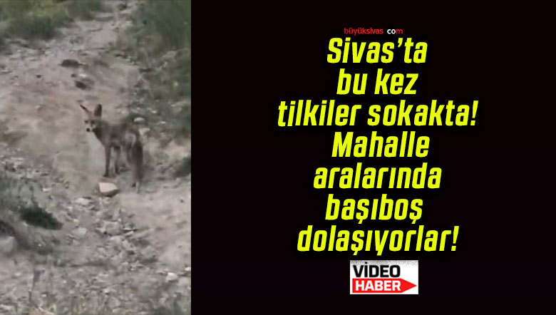 dolaş