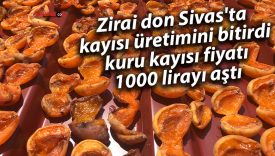 Zirai don Sivas’ta kayısı üretimini bitirdi, kuru kayısı fiyatı 1000 lirayı aştı