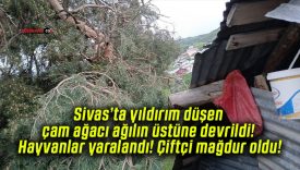Sivas’ta yıldırım düşen çam ağacı ağılın üstüne devrildi! Hayvanlar yaralandı! Çiftçi mağdur oldu!