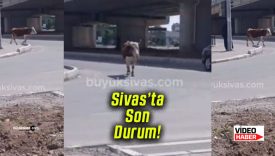 Sivas’ta yol ortasındaki inek sürücüleri tedirgin etti!