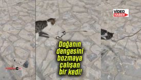 Sivas Cuma Pazarı’nda bir kedi yılanı öldürmeye çalışırken görüntülendi!