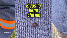 Sivas’ta kene alarmı!