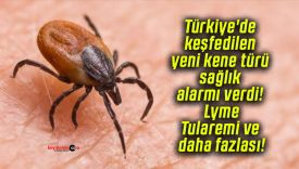 Türkiye’de keşfedilen yeni kene türü sağlık alarmı verdi! Lyme, Tularemi ve daha fazlası!