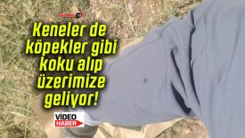 Keneler de köpekler gibi koku alıp üzerimize geliyor!