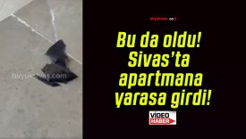 Bu da oldu! Sivas’ta apartmana yarasa girdi!