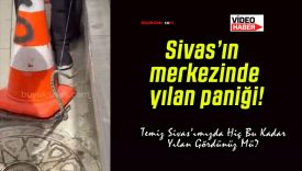 Sivas’ın merkezinde yılan paniği!