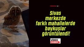 Sivas merkezde farklı mahallelerde baykuşlar görüntülendi!