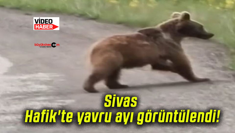 Sivas Hafik’te yavru ayı görüntülendi!