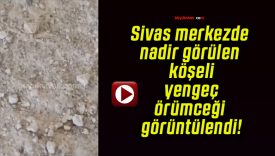 Sivas merkezde nadir görülen köşeli yengeç örümceği görüntülendi!