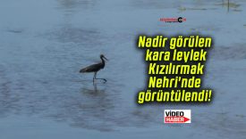 Nadir görülen kara leylek Kızılırmak Nehri’nde görüntülendi!