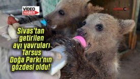 Sivas’tan getirilen ayı yavruları Tarsus Doğa Parkı’nın gözdesi oldu!