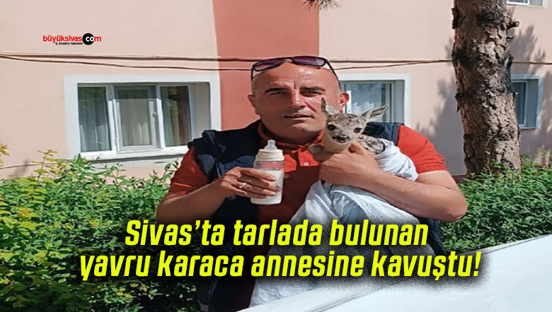 Sivas’ta tarlada bulunan yavru karaca annesine kavuştu!