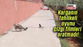 Karganın tehlikeli oyunu çizgi filmleri aratmadı!