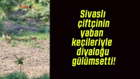 Sivaslı çiftçinin yaban keçileriyle diyaloğu gülümsetti!