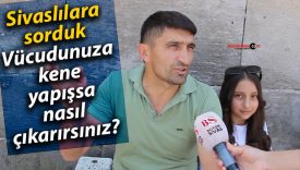 Sivaslılara sorduk: Vücudunuza kene yapışsa nasıl çıkarırsınız?
