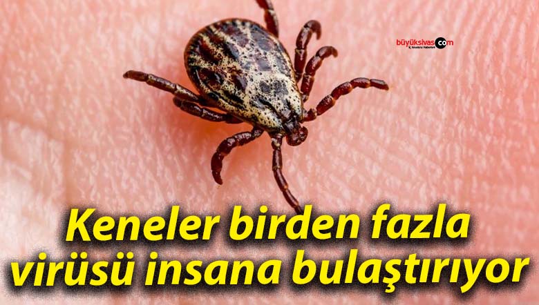 Keneler birden fazla virüsü insana bulaştırıyor
