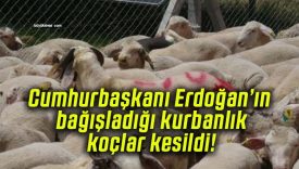 Cumhurbaşkanı Erdoğan’ın bağışladığı kurbanlık koçlar kesildi!