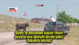 Sivas’ta kesimden kaçan tosun uyuşturucu iğneyle durduruldu! Sokakta kesildi!