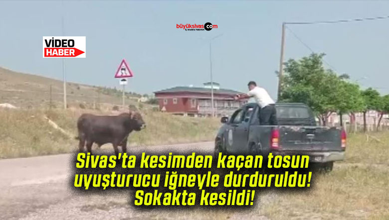 Sivas’ta kesimden kaçan tosun uyuşturucu iğneyle durduruldu! Sokakta kesildi!