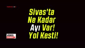 Sivas’ta Ne Kadar Ayı Var! Yol Kesti!