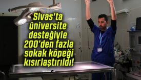 Sivas’ta üniversite desteğiyle 200’den fazla sokak köpeği kısırlaştırıldı!