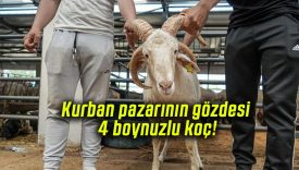 Kurban pazarının gözdesi 4 boynuzlu koç!