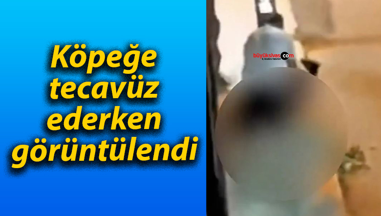 köpek