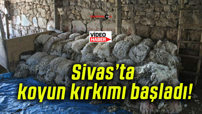 Sivas’ta koyun kırkımı başladı!