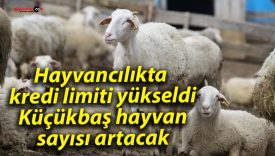 Hayvancılıkta kredi limiti yükseldi: Küçükbaş hayvan sayısı artacak