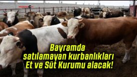 Bayramda satılamayan kurbanlıkları Et ve Süt Kurumu alacak!