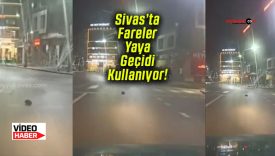 Sivas’ta fareler yaya geçidini kullanıyor! Şehre tam anlamıyla adapte oldular!