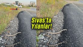 Eskiden toprak altından çıkmayan yılanlar Sivas’ta artık mahalle aralarında dolaşıyor!