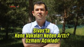 Sivas’ta Kene Vakaları Neden Arttı? Uzmanı Açıkladı!