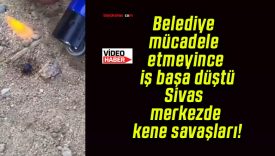 Sivas’ta kene alarmı! Vatandaş kendi imkânlarıyla mücadele ediyor!