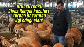 Turuncu renkli Sivas Kangal kuzuları kurban pazarında ilgi odağı oldu!