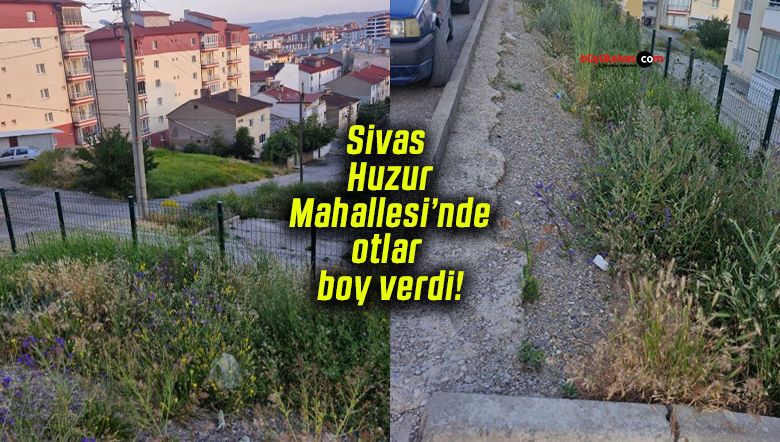 Sivas Huzur Mahallesi’nde otlar boy verdi! Vatandaşlar temizlik bekliyor!