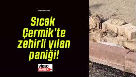 Sıcak Çermik’te zehirli yılan paniği!
