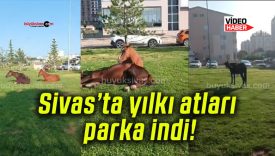 Sivas’ta yılkı atları parka indi!