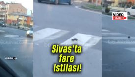 Sivas’ta fare istilası! Şehir hijyen alarmı veriyor!