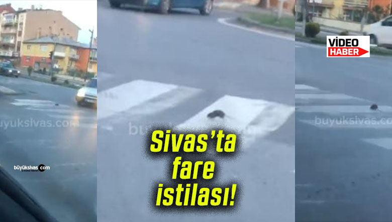 Sivas’ta fare istilası! Şehir hijyen alarmı veriyor!