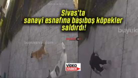 Sivas’ta sanayi esnafına başıboş köpekler saldırdı!