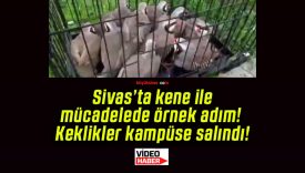 Sivas’ta kene ile mücadelede örnek adım! Keklikler kampüse salındı!